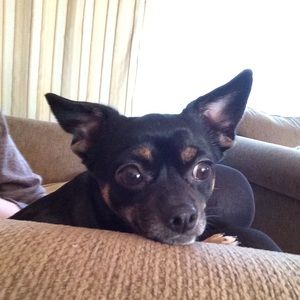 Meet your Posher, Jessie